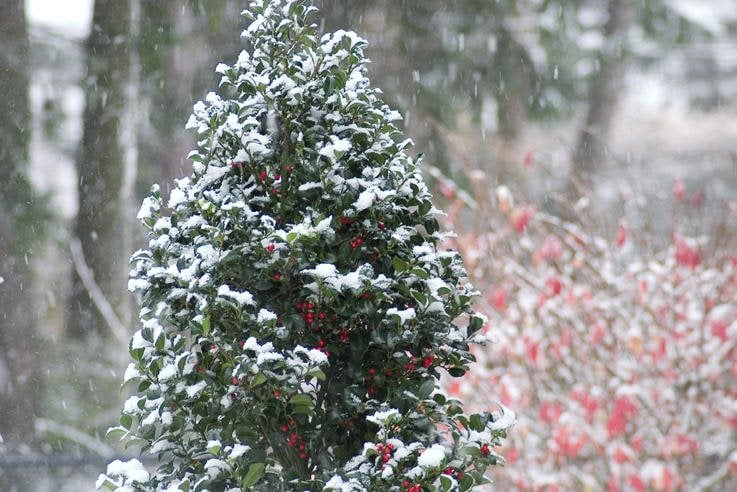 Image of Holly tree in winter free to use