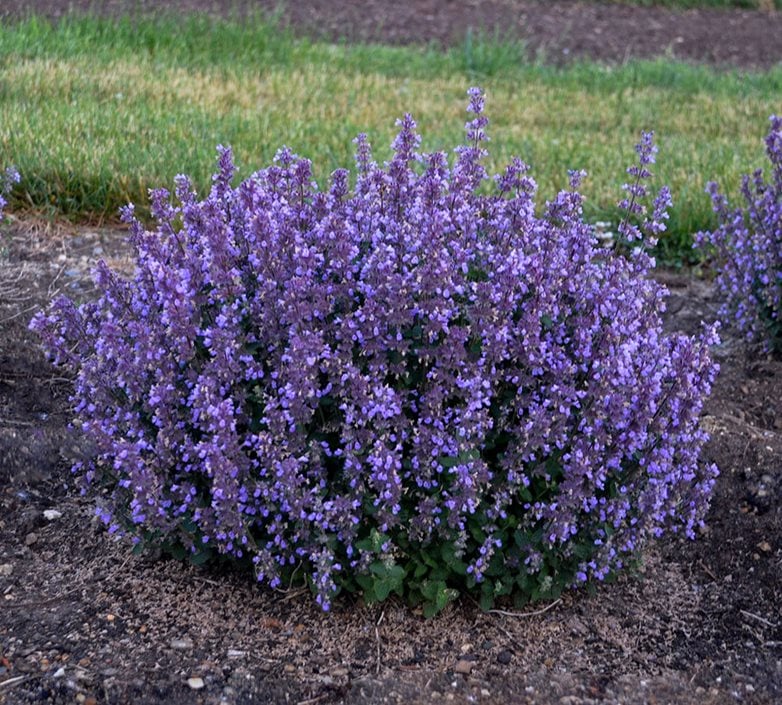 Image of Catmint (Nepeta) plant