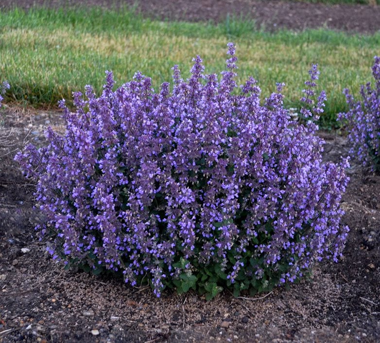 Image of Catmint shrub