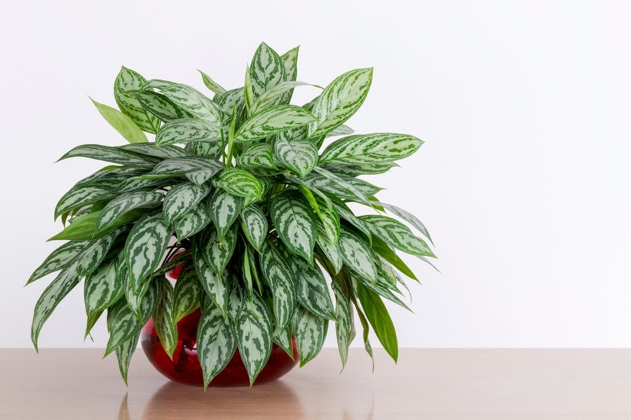 A Guide to Growing Chinese Evergreen | Garden Design