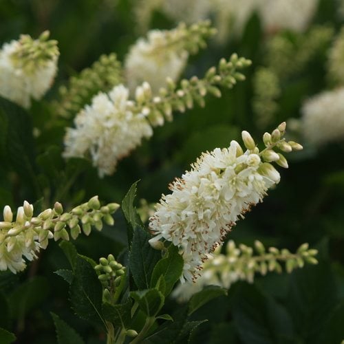 Image of Clethra flowering shrub