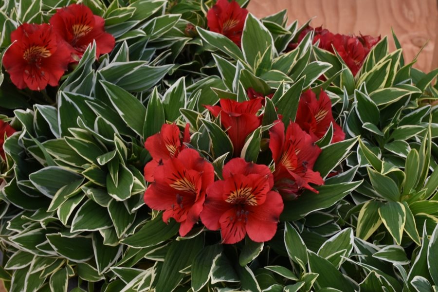 Alstroemeria Varieties And Names NL Together2Grow Introduces