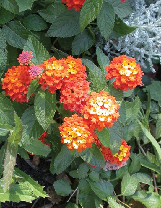 Lantana How to Grow and Care for Lantana Plants Garden Design