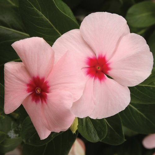 Growing Annual Vinca | Garden