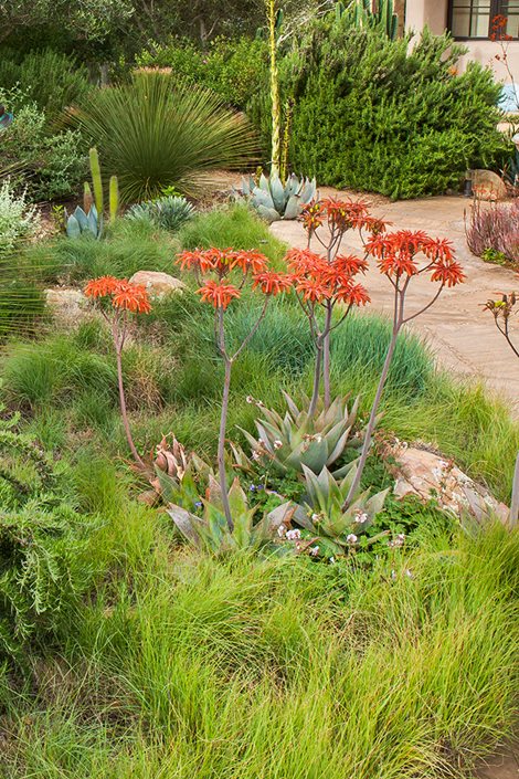 Landscape Basics Aloes Vera barbadensis 4 po