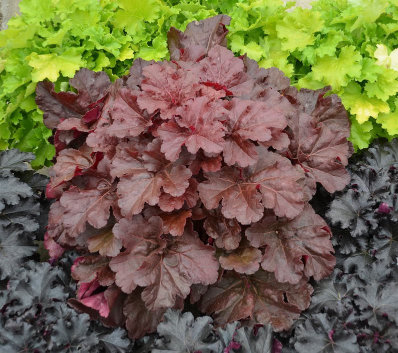 Coral Bells How to Grow Heuchera Plants Garden Design