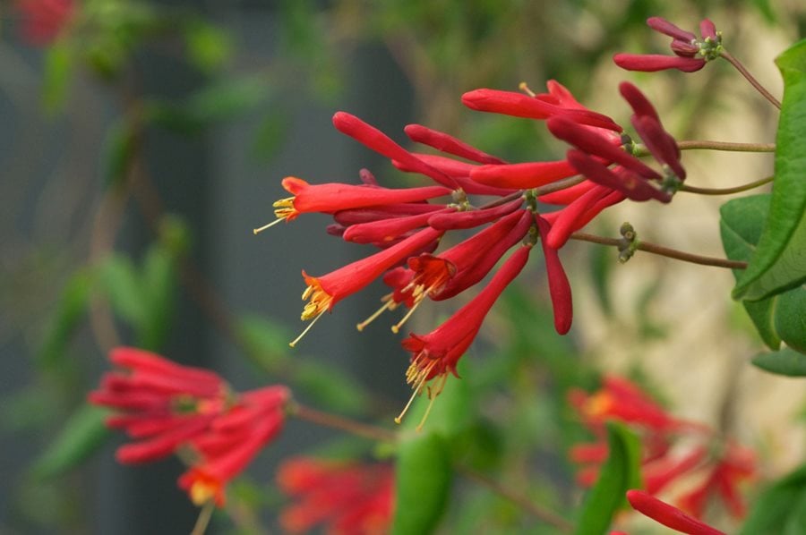 kold Rytmisk Tal højt Honeysuckle Vine: Growing a Non-Invasive Honeysuckle Plant | Garden Design