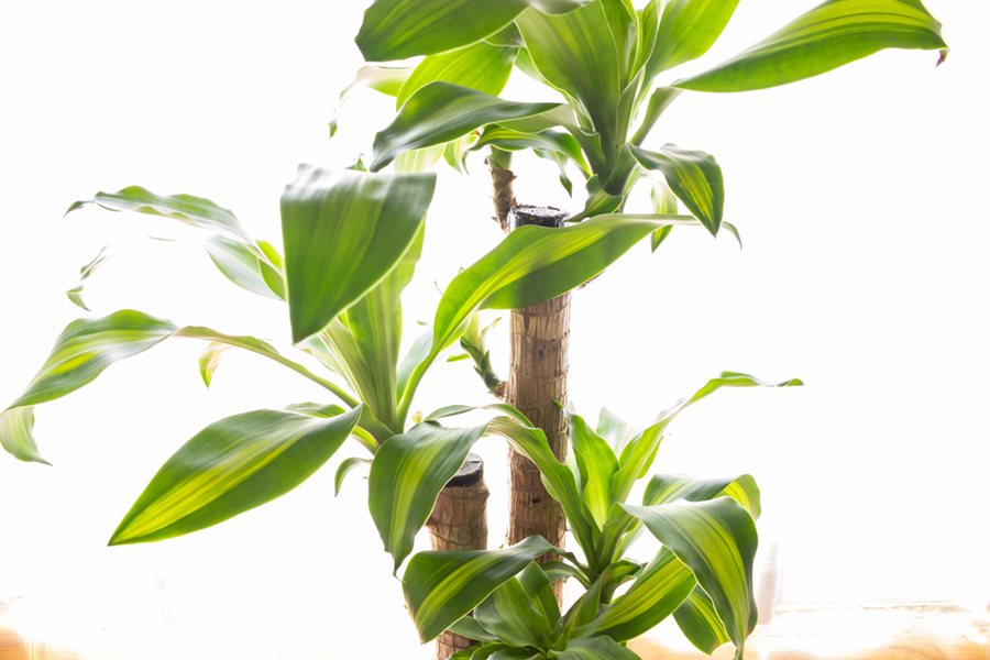 Dracaena Growing Guide: How to Care for Dracaena Plants