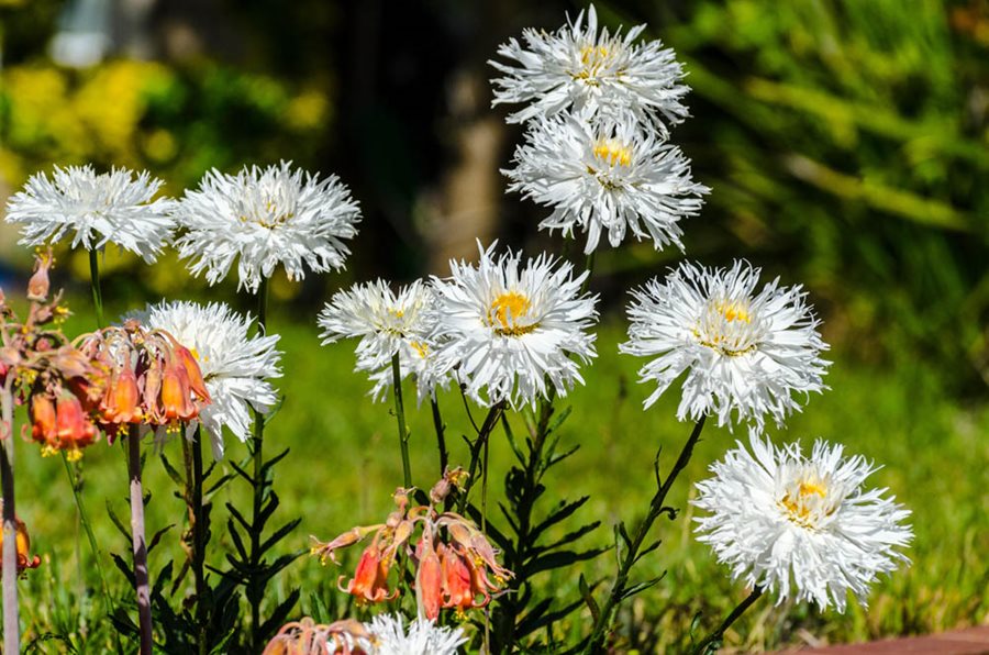 Little Seed Store 301+ Silver Princess Dwarf Shasta Daisy Seeds – Perennial, Easy Grow