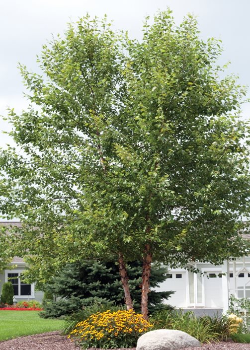 Birch Trees: Planting & Caring for Birches | Garden Design