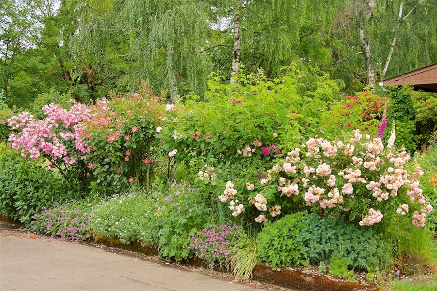 Rose Garden Ideas How To Design With, How To Design A Rose Garden Uk