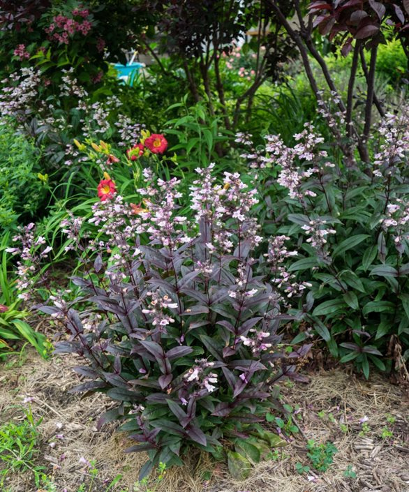 thumbnail image 2 of Penstemon Unilateralis Seeds - One-Sided Purple Beardtongue, Non-GMO, 500 Seeds 2 of 6