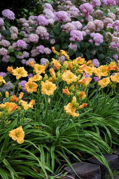 Image of Daylilies summer flowering shade perennial