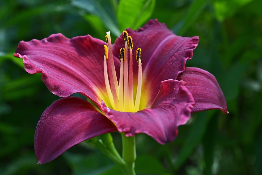 lilies how to grow care for lily flowers and bulbs garden design