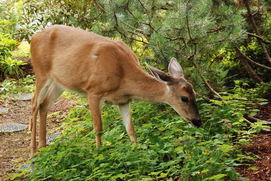 How to Make a Modern Deer Fence for Your Garden