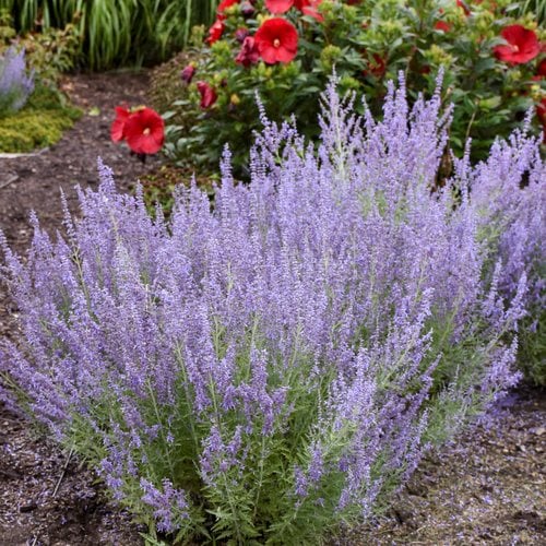 What to Plant With Russian Sage: A Comprehensive Guide