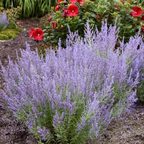 Russian Sage - How to Plant and Care for Russian Sage | Garden Design