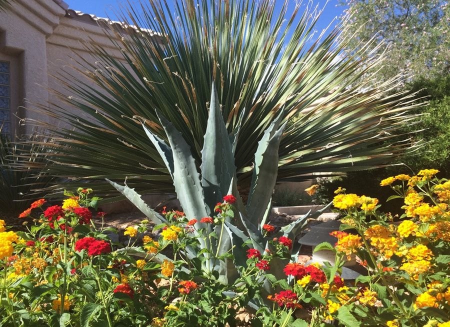 Desert Plants For A Vibrant Landscape