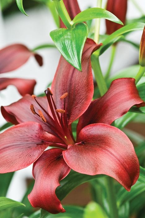 red lily