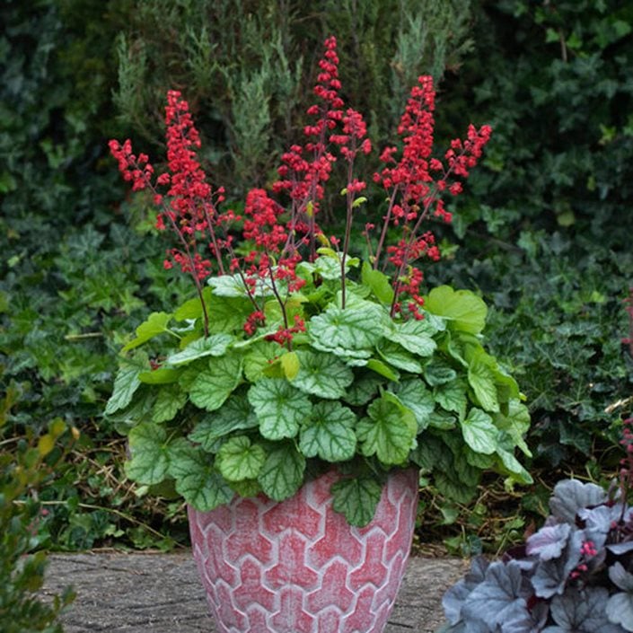 Image of Coral bells (Heuchera spp.)