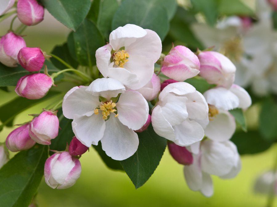 Flowering crabapple clearance