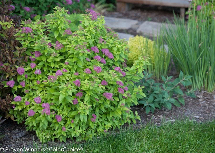 Image of Spirea bush landscaping