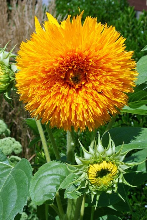 Giant Sunflower Growth Chart