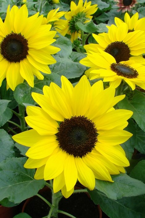 are sunflower plants poisonous to dogs