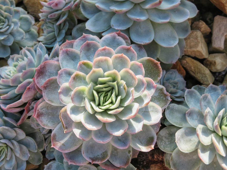 How to Grow Echeveria: Care, Planting, & Types | Garden Design