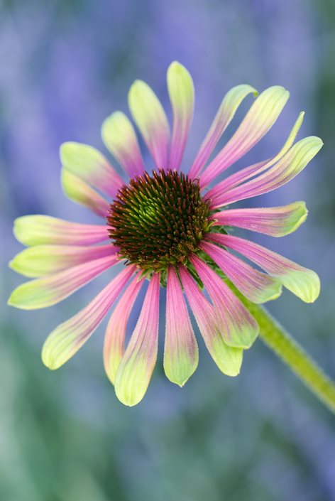 Coneflower Care: Planting &amp; Growing Echinacea Flowers ...