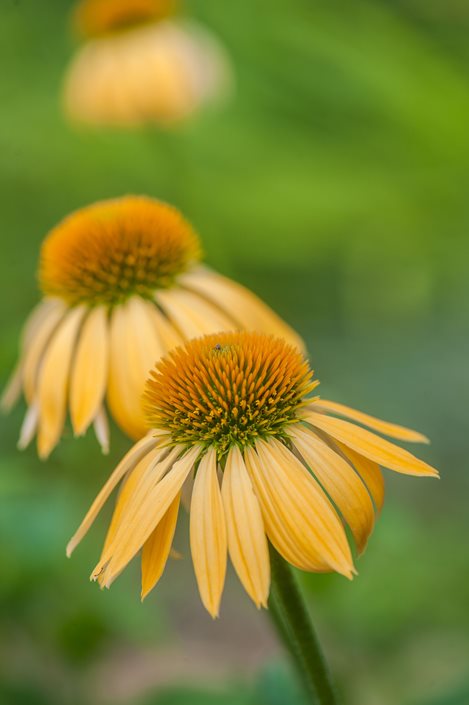 Coneflower Care Planting Growing Echinacea Flowers Garden Design Sky Harvest Moon Photo By Rob Cardillo