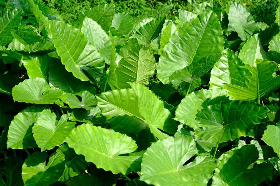 elephant ears poisonous to dogs