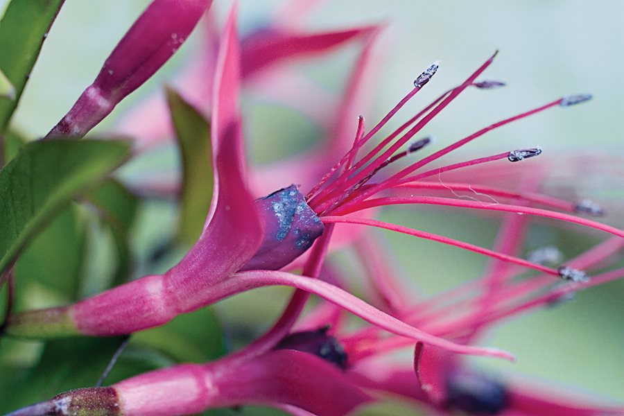 7 Species Fuchsia Flowers To Grow Garden Design
