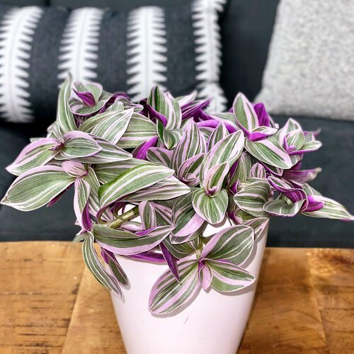 Image of Tradescantia plant