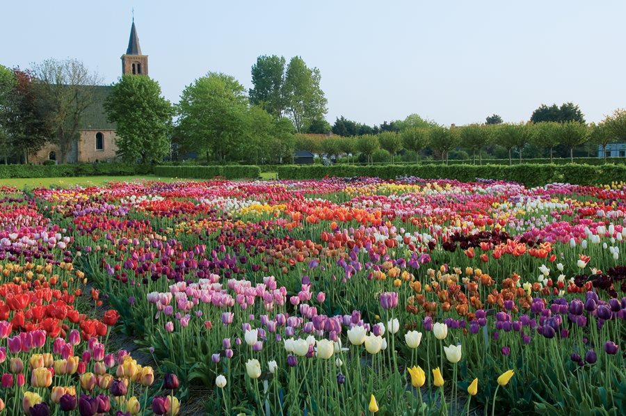Tulips - Planting & Caring for Tulip Flower Bulbs | Garden Design