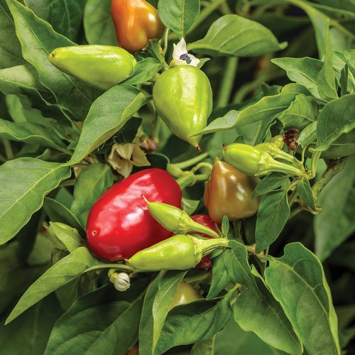 Image of Peppers vegetable to grow in summer