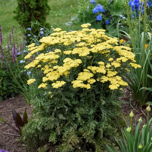 Yarrow Plants – Growing Yarrow Flowers Garden Design