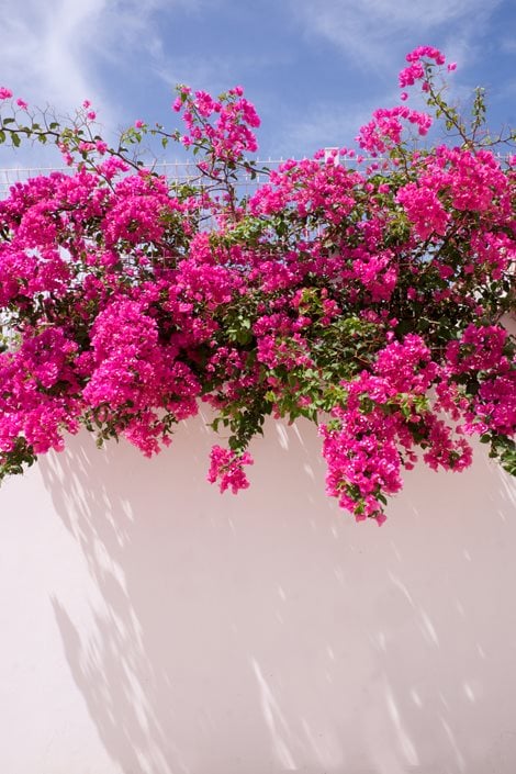 Growing Bougainvillea Bougainvillea Care Tips Garden Design