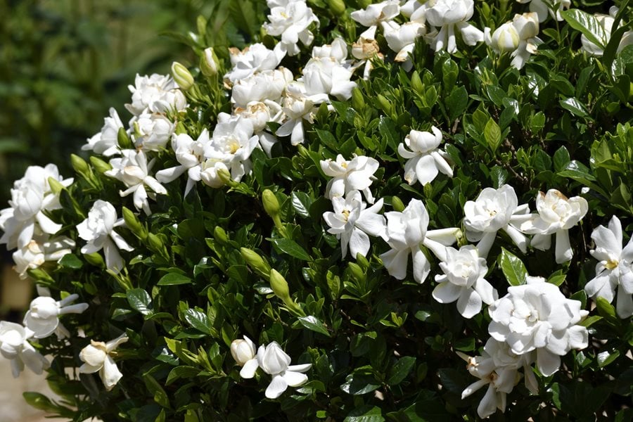 Growing Gardenias: How to Care for Gardenia Plants | Garden Design