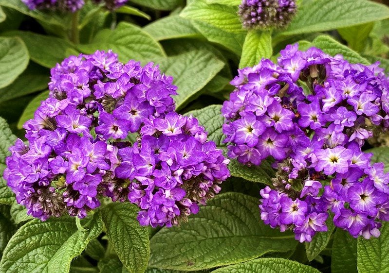 A Guide To Growing Heliotrope Garden