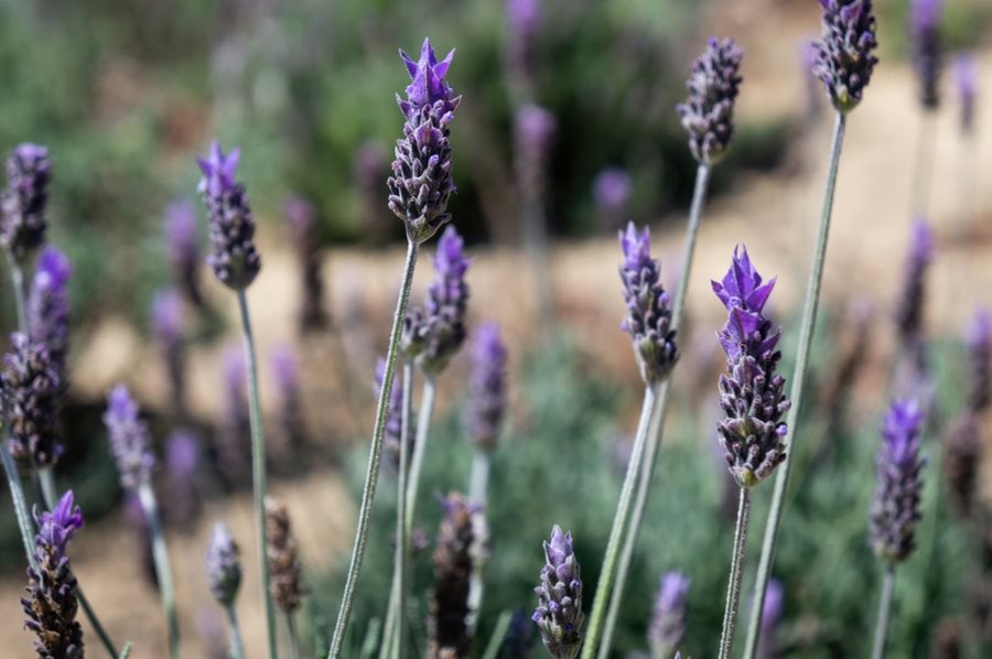 A Guide to Growing French Lavender