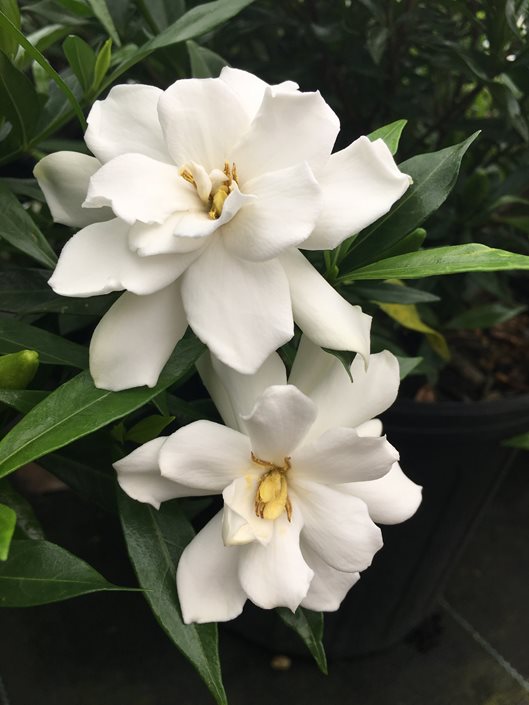 Growing Gardenias: How to Care for Gardenia Plants | Garden Design