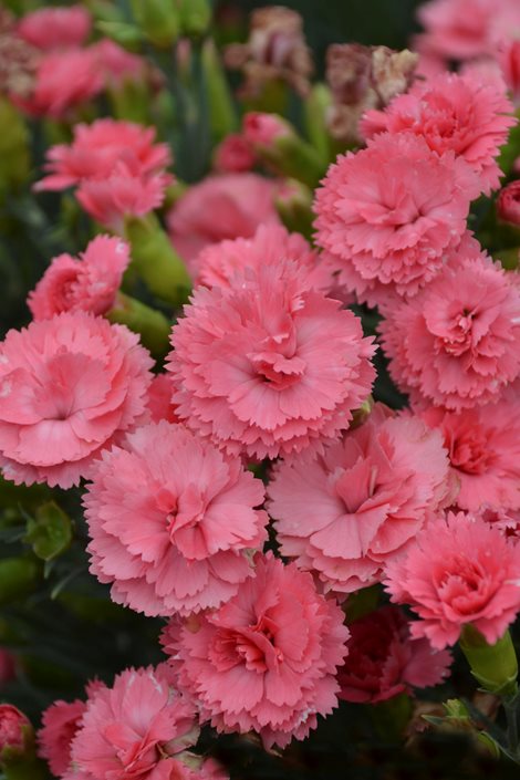 How To Grow Dianthus Pinks Sweet William Carnations Garden Design,Common Birds In Pa