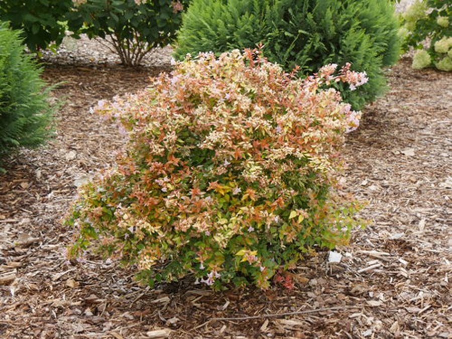 Abelia