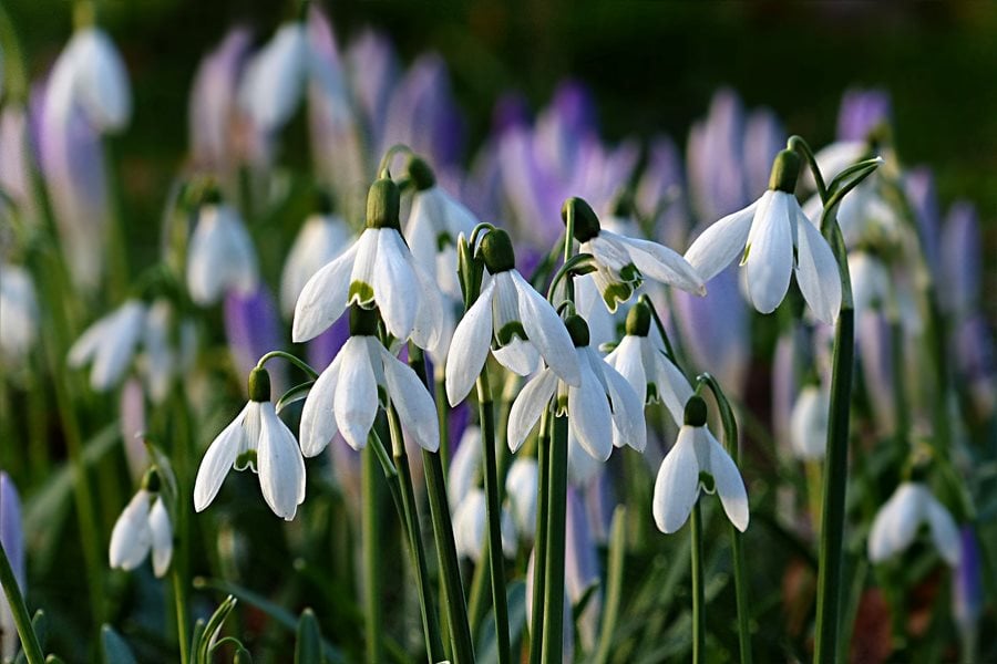 Plant Snowdrops for the Next Year