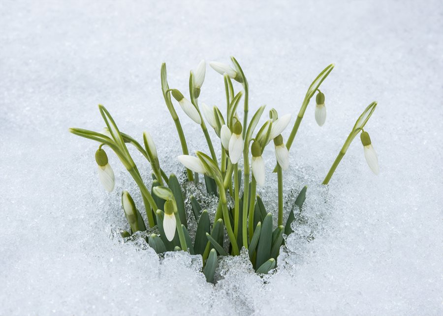 Snowdrops | Planting & Caring for Galanthus Flowers | Garden Design