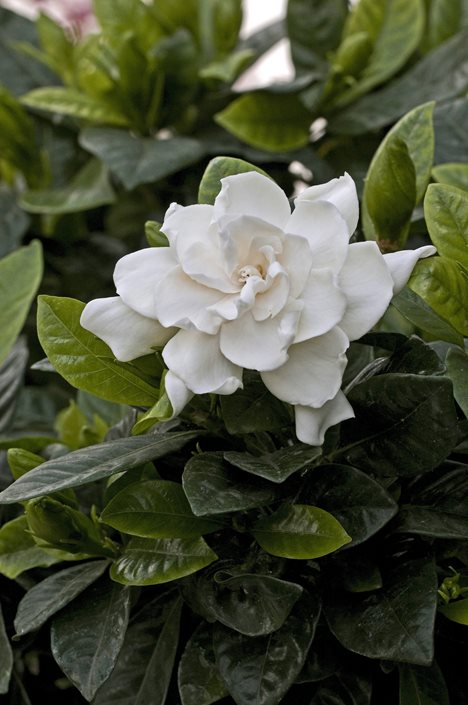 Gardenia Veitchii Green Acres Nursery Supply