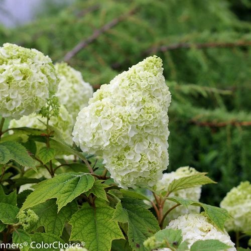 Image of Hydrangea quercifolia hardy hydrangea variety