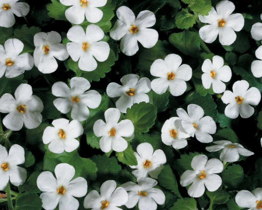 Image of Bacopa white annual plant