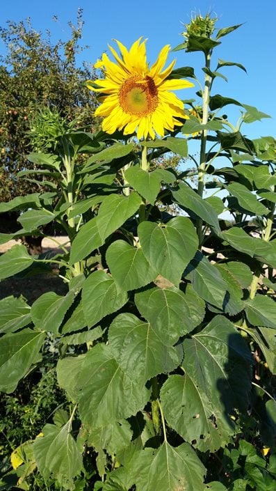 Giant Sunflower Growth Chart